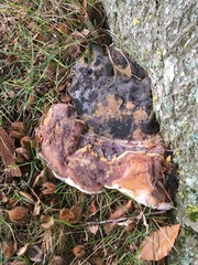 Ganoderma resinaceum