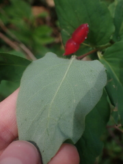 Lonicera utahensis