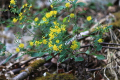 Crepidiastrum denticulatum
