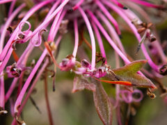 Isopogon