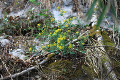 Crepidiastrum denticulatum