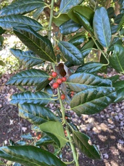 Ilex cornuta