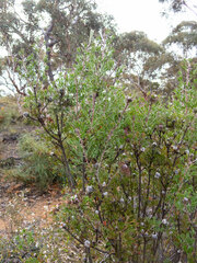 Isopogon