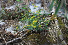 Crepidiastrum denticulatum