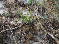 Crepidiastrum denticulatum