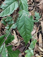 Veronicastrum axillare