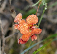 Dillwynia hispida