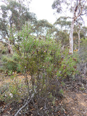 Isopogon