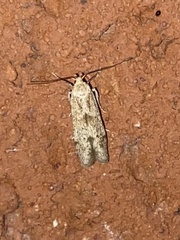 Blastobasis lacticolella