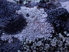 Lecanora rupicola