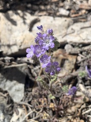 Phacelia vallis-mortae