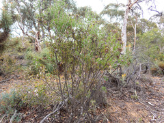 Isopogon