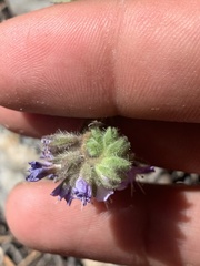 Phacelia vallis-mortae