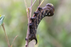 Xylophanes falco