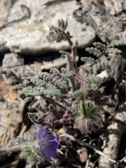 Phacelia vallis-mortae