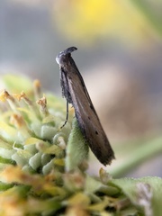 Elasmopalpus lignosella