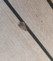 Spodoptera cilium