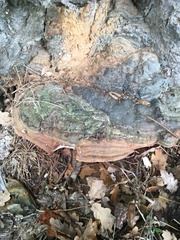 Ganoderma applanatum