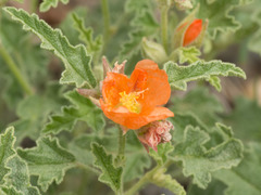Sphaeralcea hastulata