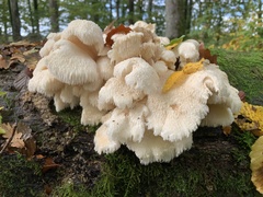 Hericium cirrhatum