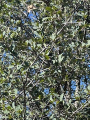 Quercus douglasii
