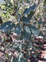 Quercus douglasii
