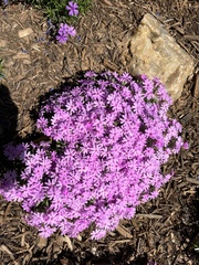 Phlox subulata
