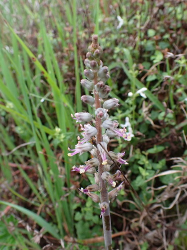 Lachenalia haarlemensis