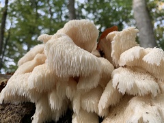 Hericium cirrhatum