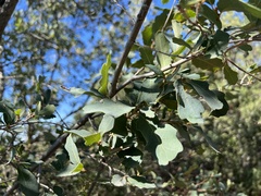 Quercus douglasii