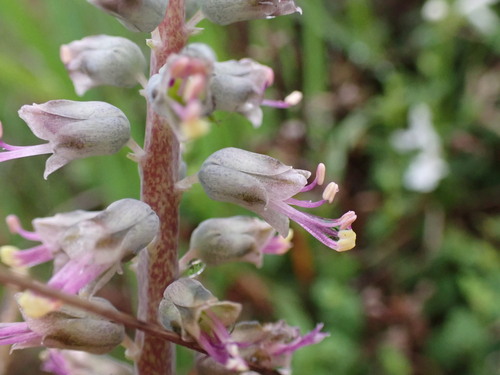 Lachenalia haarlemensis