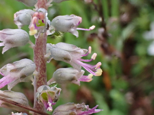 Lachenalia haarlemensis