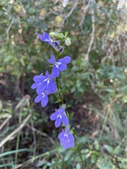 Lobelia