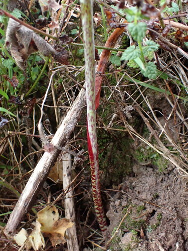 Lachenalia haarlemensis