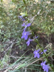 Lobelia