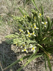 Albuca setosa