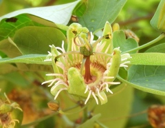 Passiflora mexicana