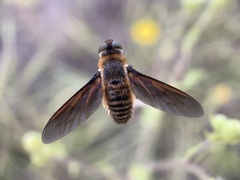 Poecilanthrax lucifer