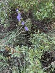 Lobelia