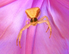 Misumenoides