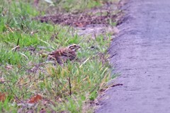 Emberiza chrysophrys