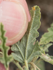 Sphaeralcea hastulata