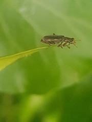 Lemidia subaenea