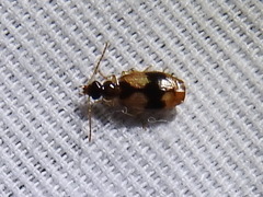 Lebia fuscata