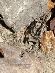 Ammophila