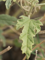 Sphaeralcea hastulata