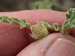 Sphaeralcea hastulata