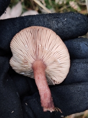Lactarius tabidus