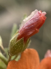 Sphaeralcea