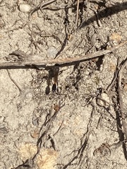 Ammophila
